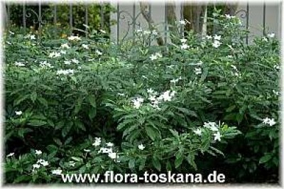 tabernaemontana_divaricata_1_-_071106.jpg