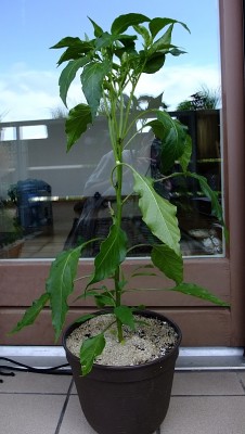 cayenne.jpg