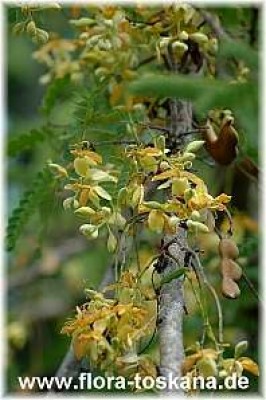 tamarindus_indica_-_5_181006.jpg