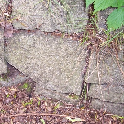 Feuersalamander 001.JPG