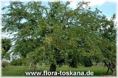 tamarindus_indica_ganz_-_1_181006.jpg