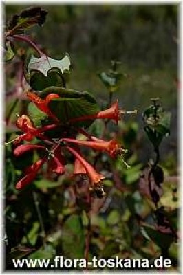 lonicera_brownii_dropmore_scarlett_5_-_120607.jpg