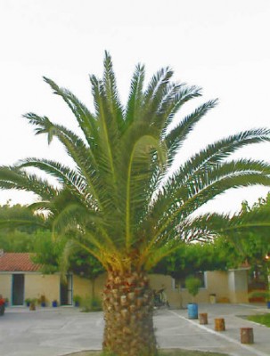 Palme340.jpg