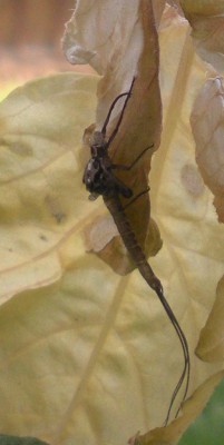 DSCN1195.JPG