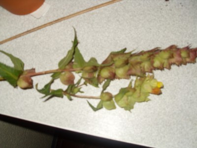 SDC11278.JPG