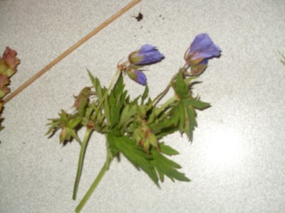 SDC11276.JPG