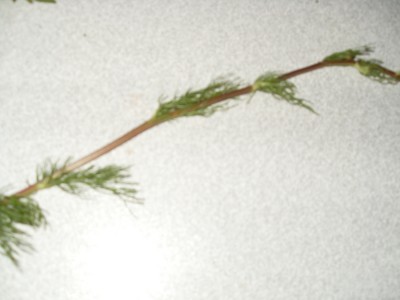 SDC11274.JPG