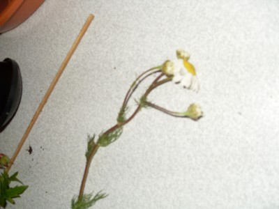 SDC11273.JPG