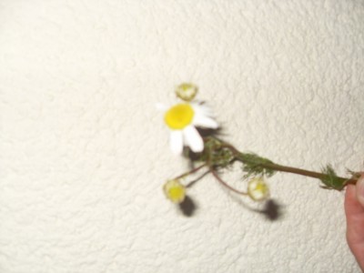 SDC11272.JPG