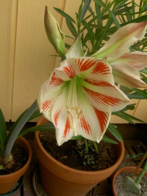 PICT0903.JPG