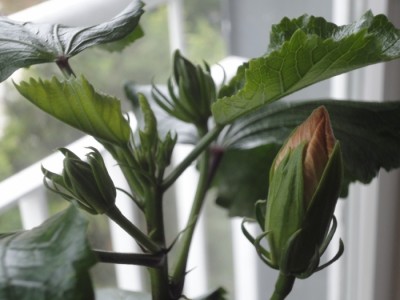 Eye of the storm x Fifth Dimension.JPG