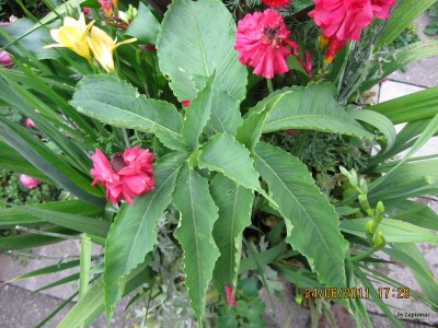 IMG_5888.JPG