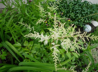 Astilbe weiß.JPG