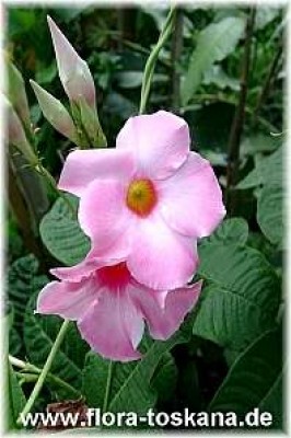 mandevilla_sanderi_3_-_100507.jpg