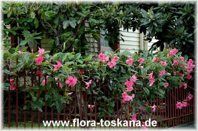 mandevilla_alice_du_pont_4_-_271006.jpg