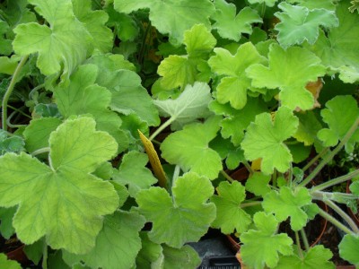 Pfefferminzpelargonie.jpg