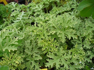 Mentholpelargonie.jpg
