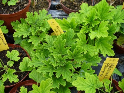 Melissenduftpelargonie.jpg