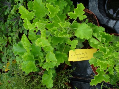 Ingwerduftpelargonie.jpg