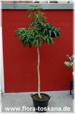 mangifera_indica_1214_-_260906.jpg
