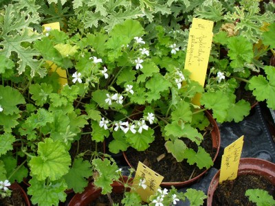 Apfelduftpelargonie.jpg