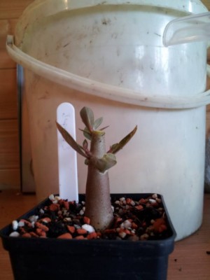 Jupeter nach Schnitt.jpg