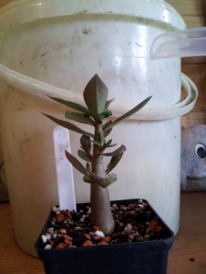 Jupeter vorm Schnitt.jpg