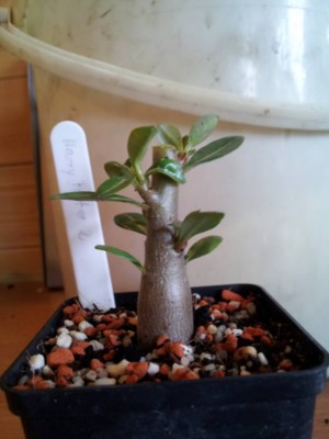 Harry Potter nach Schnitt.jpg