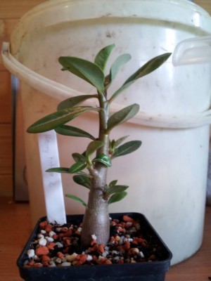 Harry Potter vorm Schnitt.jpg