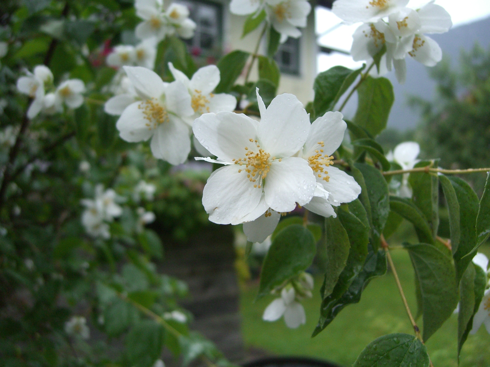 Strauch mit weißen Blüten ?Philadelphus · Pflanzenbestimmung &  Pflanzensuche · GREEN24 Pflanzen & Garten Forum