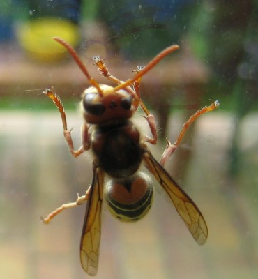 Bild green24 001.jpg