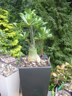 Beauty Cloud 2 - 26-06-2011.jpg