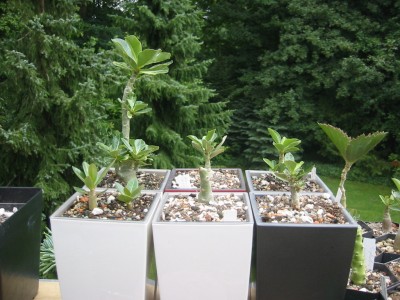 Wüstis in MiniCubes.jpg