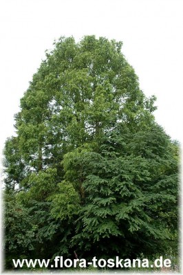 metasequoia_glyptostroboides_hohenheim_6_-_210607.jpg