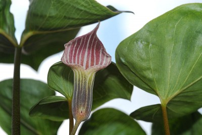 dsc_7206_Arisaema_candidissimum.jpg