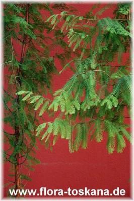 metasequoia_glyptostroboides_blatt_-_110906.jpg