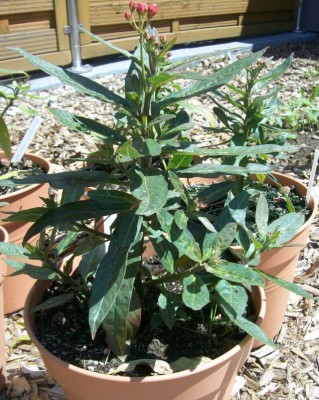 Seidenpflanzen_26.06.2011.jpg
