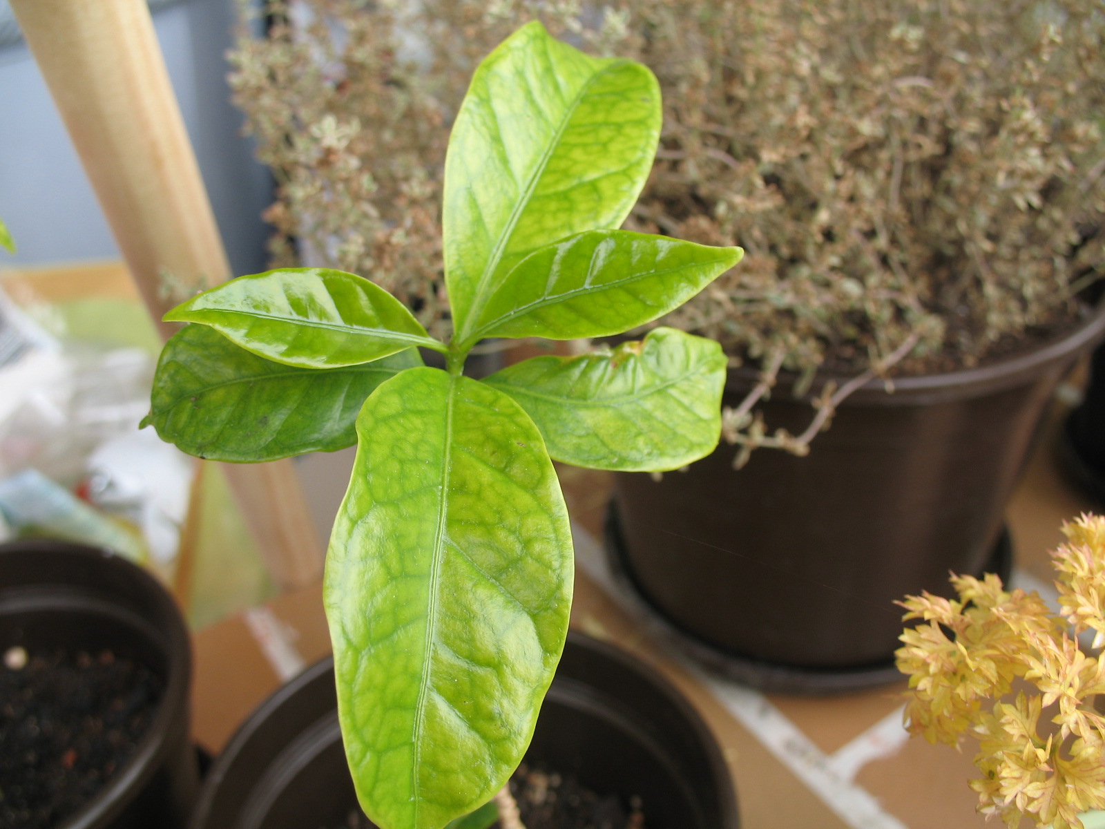 panaschierter gummibaum Ficus elastica variegata „Altissima“ – Gummibaum Stämmchen 80–100 cm |
