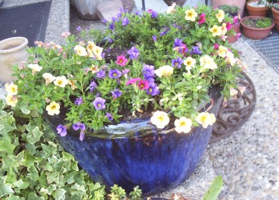2011-06-26 - Kakteen 015 - Calibrachoa.jpg