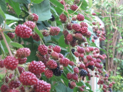 IMG_2443.JPG