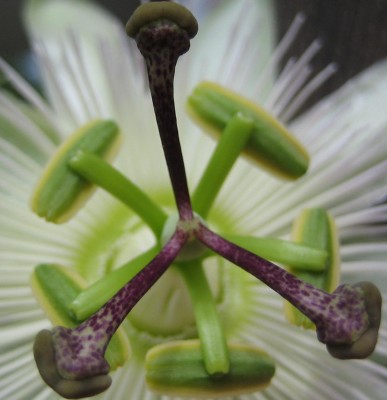 Bild green24 014.jpg