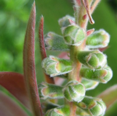 Bild green24 018.jpg