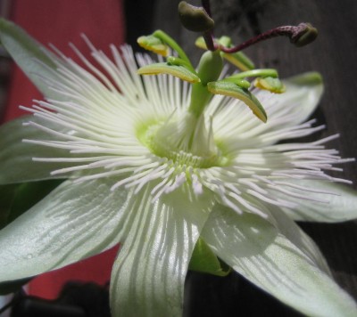 Bild green24 016.jpg