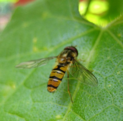 Bild green24 017.jpg