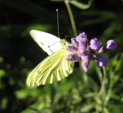 Bild green24 023.jpg