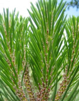 Bild green24 019.jpg