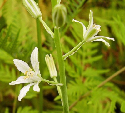 Ornithogalum narbonense (2).jpg