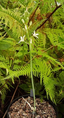 Ornithogalum narbonense (1).jpg