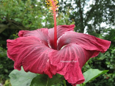 Black Dragon internet.jpg