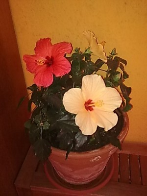 ..Hibiskus.JPG